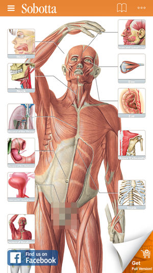 Sobotta Anatomy Atlas Free